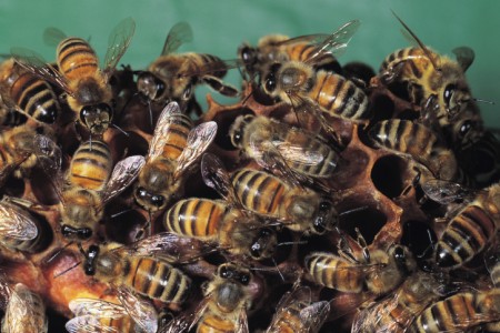 ... and 10 percent like bees.