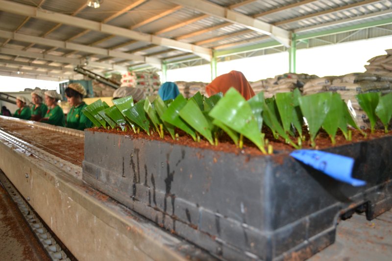 Plant plucking and nursery maintenance in Indonesia.