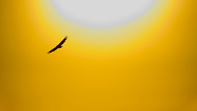 The Silicon Alley tech startup world needs to start thinking bigger, like they do in Silicon Valley, and stop worrying about failing like Icarus.